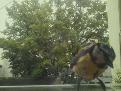 bird_20260519_104939_734_burst6_motion2036_conf0.97_bestbird_spcyanistes_caeruleus_spconf0.36.jpg