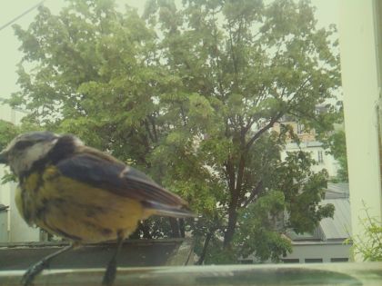 bird_20260519_105223_856_burst2_motion4382_conf1.00_bestbird_spcyanistes_caeruleus_spconf0.29.jpg