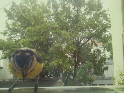 bird_20260519_105229_882_burst3_motion4382_conf0.95_bestbird_spcyanistes_caeruleus_spconf1.00.jpg