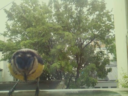 bird_20260519_105236_010_burst4_motion4382_conf0.80_bestbird_spcyanistes_caeruleus_spconf1.00.jpg