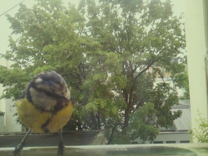 bird_20260519_105242_154_burst5_motion4382_conf0.90_bestbird_spcyanistes_caeruleus_spconf0.29.jpg