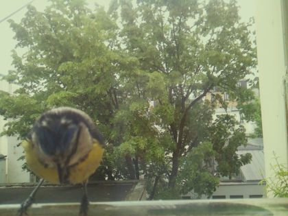 bird_20260519_105248_497_burst6_motion4382_conf0.98_bestbird_spcyanistes_caeruleus_spconf1.00.jpg
