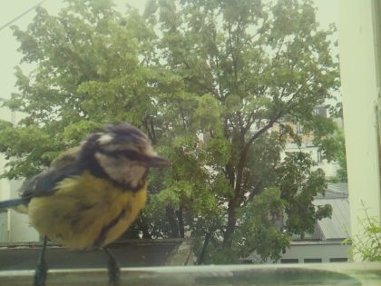 bird_20260519_105254_736_burst7_motion4382_conf1.00_bestbird_spcyanistes_caeruleus_spconf0.76.jpg