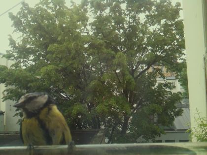 bird_20260519_105916_718_burst0_motion6610_conf0.85_bestbird_spcyanistes_caeruleus_spconf0.63.jpg