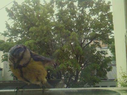 bird_20260519_105922_249_burst1_motion6610_conf0.59_bestbird_spcyanistes_caeruleus_spconf1.00.jpg