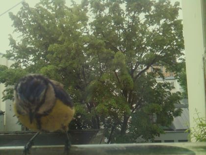 bird_20260519_105928_096_burst2_motion6610_conf0.59_bestbird_spcyanistes_caeruleus_spconf1.00.jpg