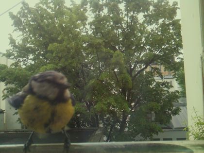 bird_20260519_105934_283_burst3_motion6610_conf0.89_bestbird_spcyanistes_caeruleus_spconf0.42.jpg