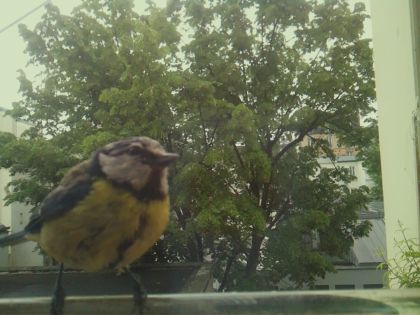 bird_20260519_105940_386_burst4_motion6610_conf1.00_bestbird_spcyanistes_caeruleus_spconf0.76.jpg
