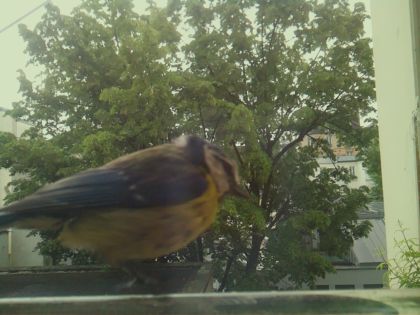 bird_20260519_105946_463_burst5_motion6610_conf0.71_bestbird_spcerthia_brachydactyla_spconf0.13.jpg