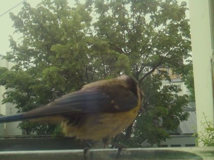 bird_20260519_105952_662_burst6_motion6610_conf1.00_bestbird_sperithacus_rubecula_spconf0.24.jpg