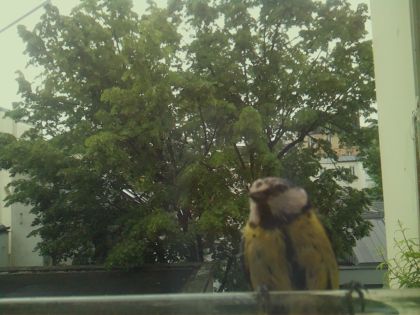 bird_20260519_110123_601_burst0_motion4896_conf0.97_bestbird_spsturnus_vulgaris_spconf0.20.jpg