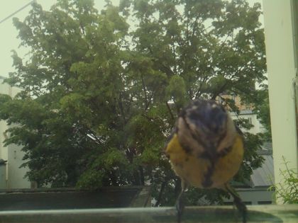 bird_20260519_110135_082_burst2_motion4896_conf0.57_bestbird_spcyanistes_caeruleus_spconf1.00.jpg