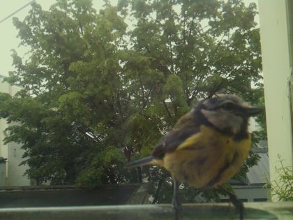 bird_20260519_110141_049_burst3_motion4896_conf0.99_bestbird_spcyanistes_caeruleus_spconf0.41.jpg