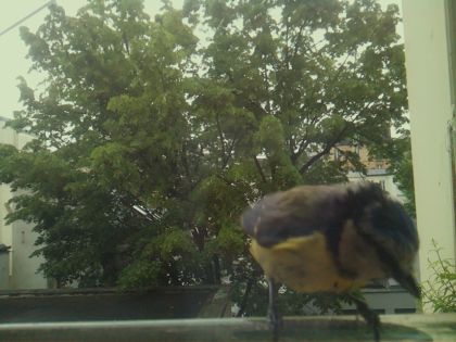 bird_20260519_110147_271_burst4_motion4896_conf0.78_bestbird_spcyanistes_caeruleus_spconf0.32.jpg