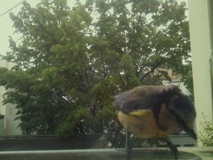 bird_20260519_110153_480_burst5_motion4896_conf0.89_bestbird_spphoenicurus_ochruros_spconf0.20.jpg