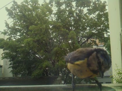 bird_20260519_110159_745_burst6_motion4896_conf0.98_bestbird_spcyanistes_caeruleus_spconf0.27.jpg