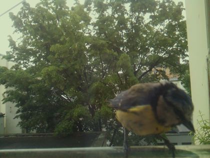 bird_20260519_110206_094_burst7_motion4896_conf0.75_bestbird_sppyrrhula_pyrrhula_spconf0.19.jpg