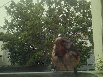 bird_20260519_110252_167_burst2_motion5347_conf0.81_bestbird_spgarrulus_glandarius_spconf0.26.jpg