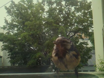 bird_20260519_110258_224_burst3_motion5347_conf0.96_bestbird_spgarrulus_glandarius_spconf0.28.jpg