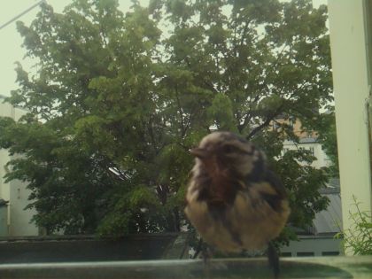 bird_20260519_110304_439_burst4_motion5347_conf0.99_bestbird_spgarrulus_glandarius_spconf0.26.jpg