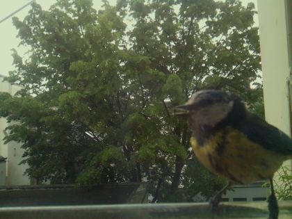 bird_20260519_110353_016_burst2_motion4431_conf1.00_bestbird_spcyanistes_caeruleus_spconf0.23.jpg