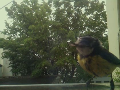 bird_20260519_110359_270_burst3_motion4431_conf0.99_bestbird_spcyanistes_caeruleus_spconf0.29.jpg