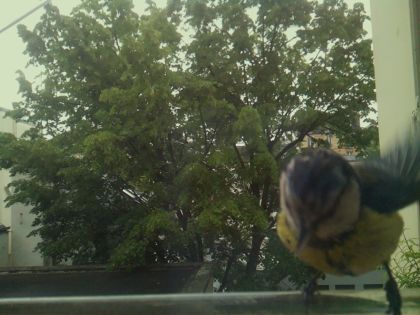 bird_20260519_110412_054_burst5_motion4431_conf0.69_bestbird_spcyanistes_caeruleus_spconf1.00.jpg
