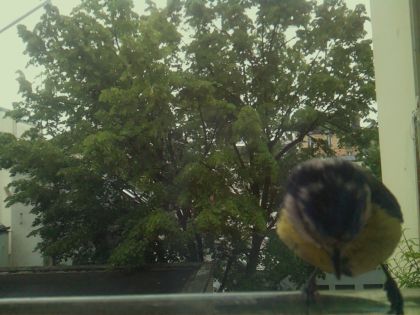 bird_20260519_110424_756_burst7_motion4431_conf0.98_bestbird_spsturnus_vulgaris_spconf0.20.jpg