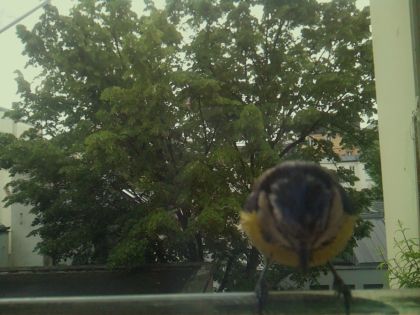 bird_20260519_110525_587_burst2_motion2094_conf1.00_bestbird_spcyanistes_caeruleus_spconf1.00.jpg