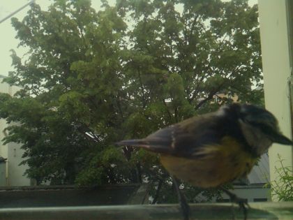 bird_20260519_110531_688_burst3_motion2094_conf1.00_bestbird_spsitta_europaea_spconf0.15.jpg