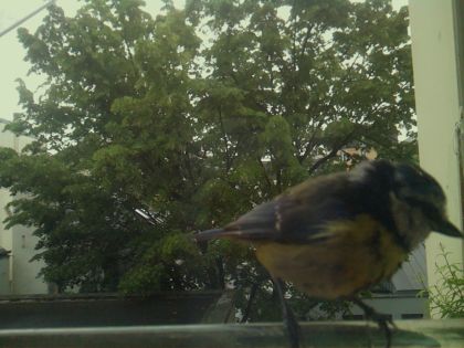 bird_20260519_110550_431_burst6_motion2094_conf1.00_bestbird_spcyanistes_caeruleus_spconf0.29.jpg
