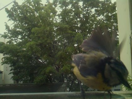 bird_20260519_110556_733_burst7_motion2094_conf0.95_bestbird_spcyanistes_caeruleus_spconf1.00.jpg