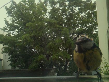 bird_20260519_110636_724_burst0_motion13174_conf0.89_bestbird_spcyanistes_caeruleus_spconf0.81.jpg
