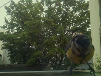 bird_20260519_110642_421_burst1_motion13174_conf0.92_bestbird_spaegithalos_caudatus_spconf0.29.jpg