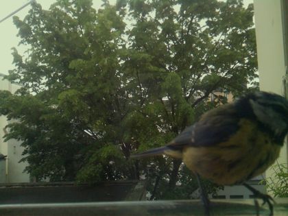 bird_20260519_110648_416_burst2_motion13174_conf1.00_bestbird_spcyanistes_caeruleus_spconf0.25.jpg