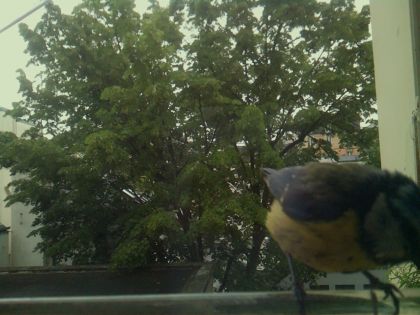 bird_20260519_110700_835_burst4_motion13174_conf1.00_bestbird_spcyanistes_caeruleus_spconf0.37.jpg