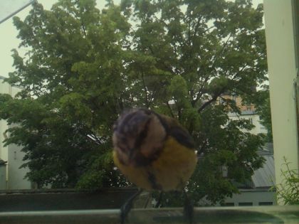bird_20260519_111216_499_burst3_motion5919_conf0.98_bestbird_spcyanistes_caeruleus_spconf1.00.jpg