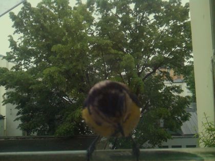 bird_20260519_111222_529_burst4_motion5919_conf0.71_bestbird_spsturnus_vulgaris_spconf0.35.jpg