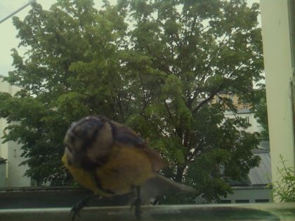 bird_20260519_111714_307_burst1_motion2814_conf0.80_bestbird_spsitta_europaea_spconf0.16.jpg