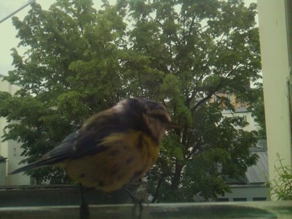 bird_20260519_111744_725_burst6_motion2814_conf1.00_bestbird_spcyanistes_caeruleus_spconf1.00.jpg