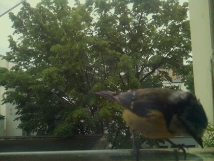 bird_20260519_111750_986_burst7_motion2814_conf0.97_bestbird_spsitta_europaea_spconf0.36.jpg