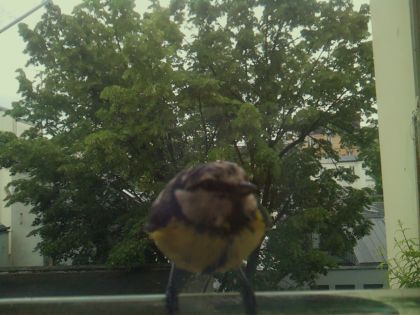 bird_20260519_111808_470_burst1_motion1571_conf1.00_bestbird_spgarrulus_glandarius_spconf0.18.jpg