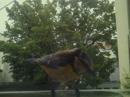 bird_20260519_111814_589_burst2_motion1571_conf1.00_bestbird_sppyrrhula_pyrrhula_spconf0.16.jpg