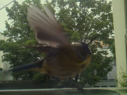 bird_20260519_111827_025_burst4_motion1571_conf0.97_bestbird_spturdus_merula_spconf0.18.jpg