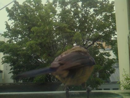 bird_20260519_111833_393_burst5_motion1571_conf1.00_bestbird_spgarrulus_glandarius_spconf0.29.jpg