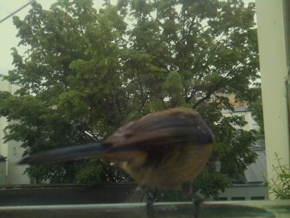bird_20260519_111839_668_burst6_motion1571_conf1.00_bestbird_spsturnus_vulgaris_spconf0.39.jpg
