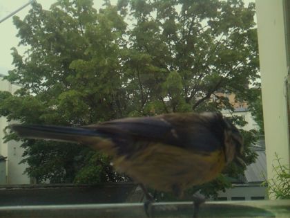 bird_20260519_111846_065_burst7_motion1571_conf1.00_bestbird_spsturnus_vulgaris_spconf0.27.jpg