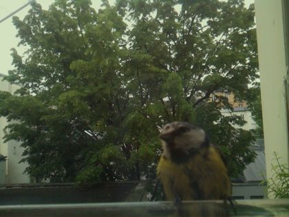 bird_20260519_112152_901_burst0_motion5241_conf0.99_bestbird_spsitta_europaea_spconf0.24.jpg
