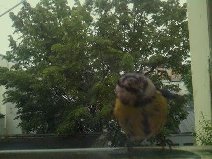 bird_20260519_112158_521_burst1_motion5241_conf0.98_bestbird_spcyanistes_caeruleus_spconf1.00.jpg