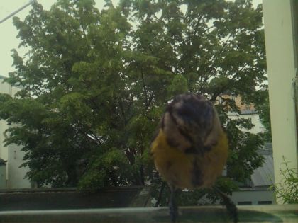 bird_20260519_112204_404_burst2_motion5241_conf0.91_bestbird_spcyanistes_caeruleus_spconf1.00.jpg